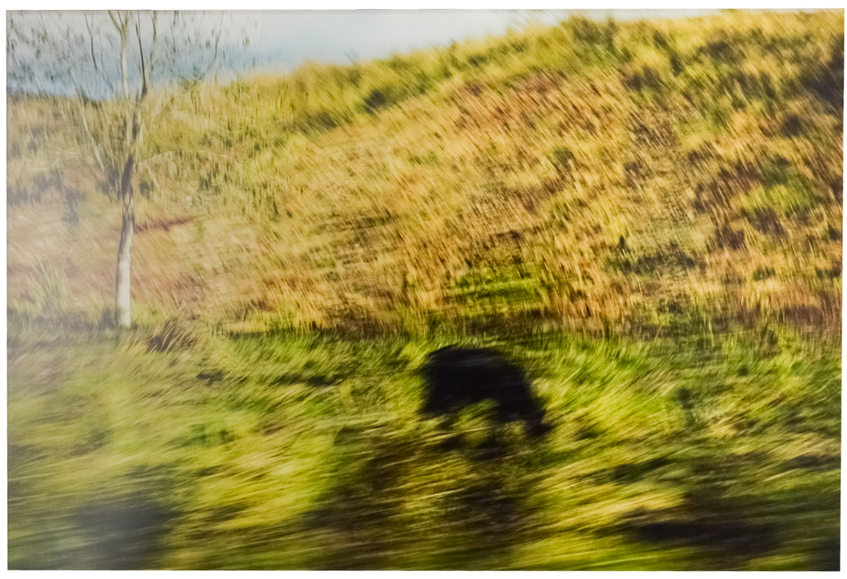 Green Pastures