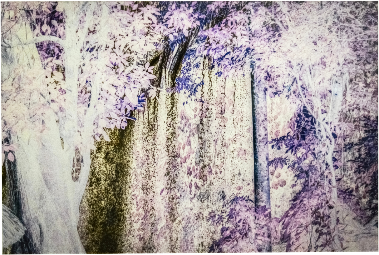 Magenta forest Trail II