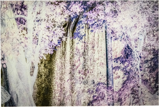 Magenta forest Trail II