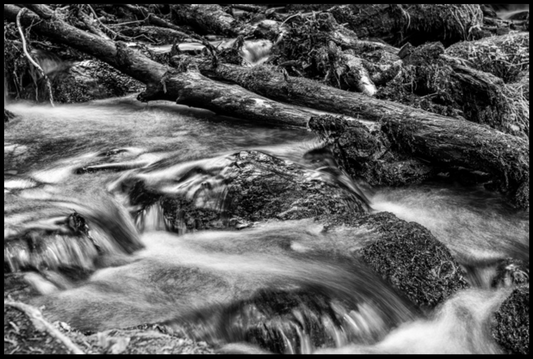 Between Rocks and Logs / Entre Rocas y Troncos