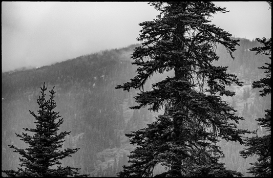 Pine Forest I / Bosque de Pinos I