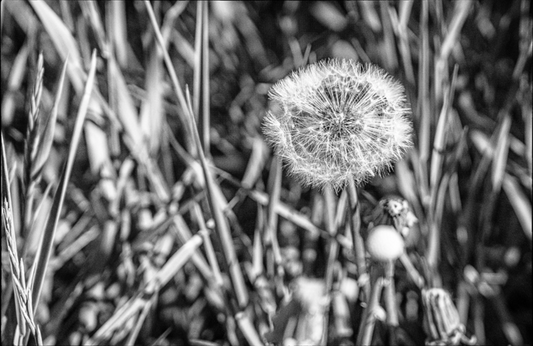 Dandelion II / Diente de León II