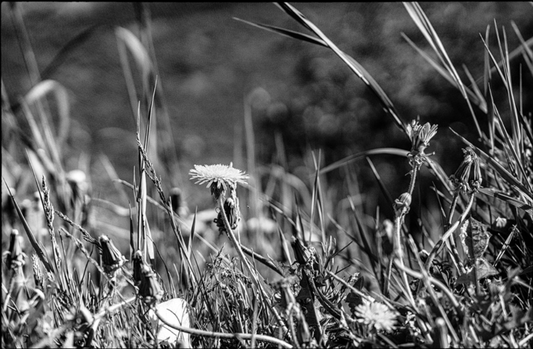 Dandelion I / Diente de León I
