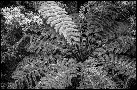 New Beginnings I / Nuevos Comienzos I