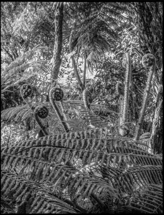 New Beginnings II / Nuevos Comienzos II