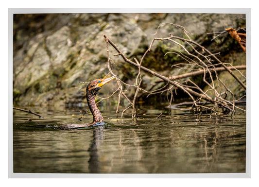 CORMORAN NEOTROPICAL, (NANNOPTERUM BRASSILIANUM) RIO CHAGRES, PANAMA)