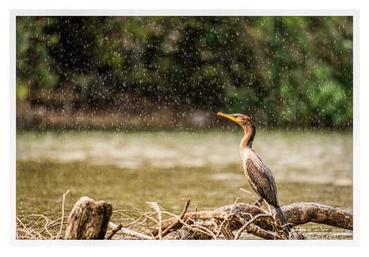 CORMORAN NEOTROPICAL, (NANNOPTERUM BRASSILIANUM) RIO CHAGRES, PANAMA