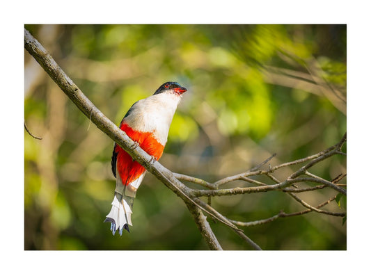 TROGON TOCORORO, (PRIOTELUS TEMNURUS) AVE NACIONAL DE CUBA
