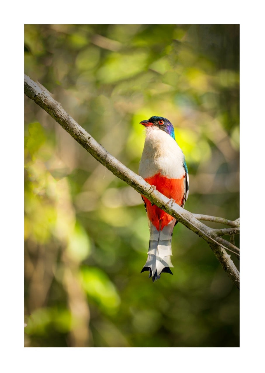 TROGON TOCORORO, (PRIOTELUS TEMNURUS) AVE NACIONAL DE CUBA