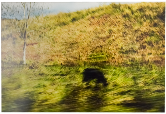 Green Pastures