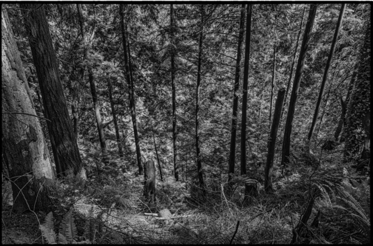 Forest II / Bosque II