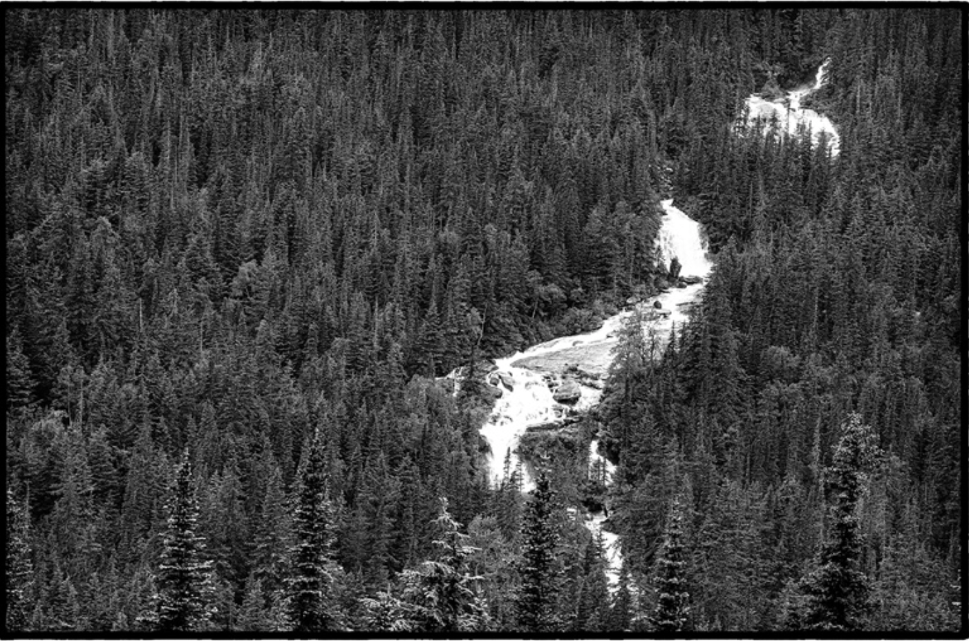 Pine Forest II / Bosque de Pinos II