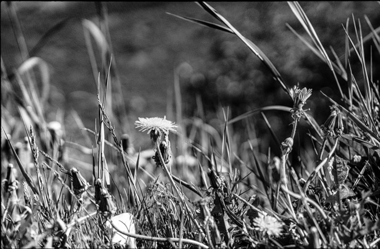 Dandelion I / Diente de León I